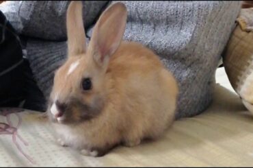 Cute Brown Baby Rabbit Wiggling His Nose