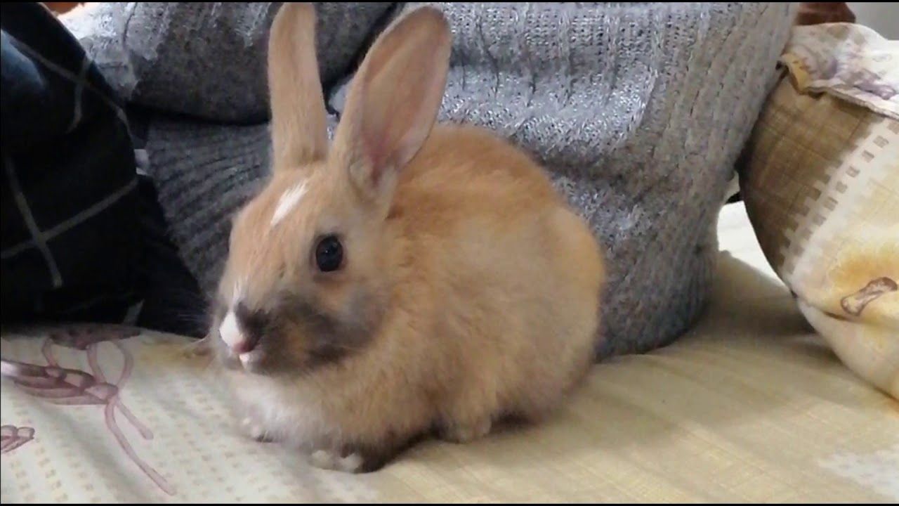 Cute Brown Baby Rabbit Wiggling His Nose