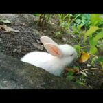 Cute baby  rabbit video