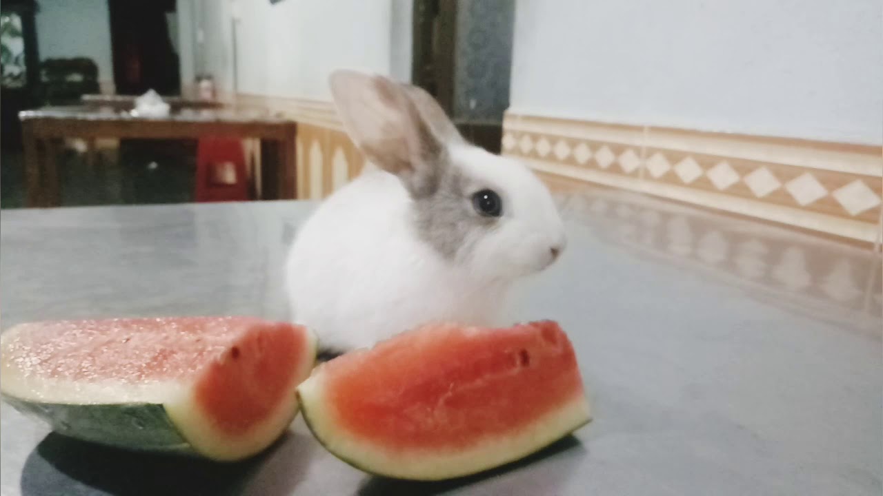Rabbit Baby KiKi | Skip to my lou - rabbit smart, funny rabbit