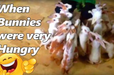 Hungry Rabbits| Cute Bunny Rabbits Hungry for food | خرگوش