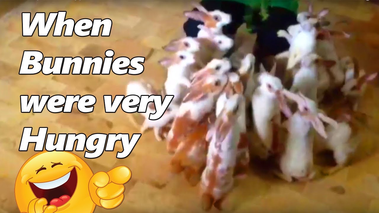 Hungry Rabbits| Cute Bunny Rabbits Hungry for food | خرگوش