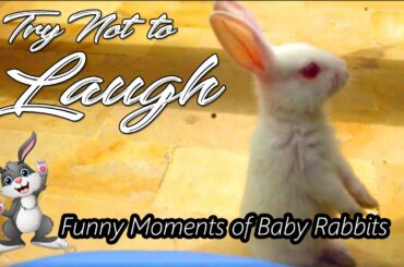 FUNNY CLIPS OF RABBITS | FUNNY BUNNY|  CUTE BUNNIES DOING FUNNY THINGS | فنی خرگوش