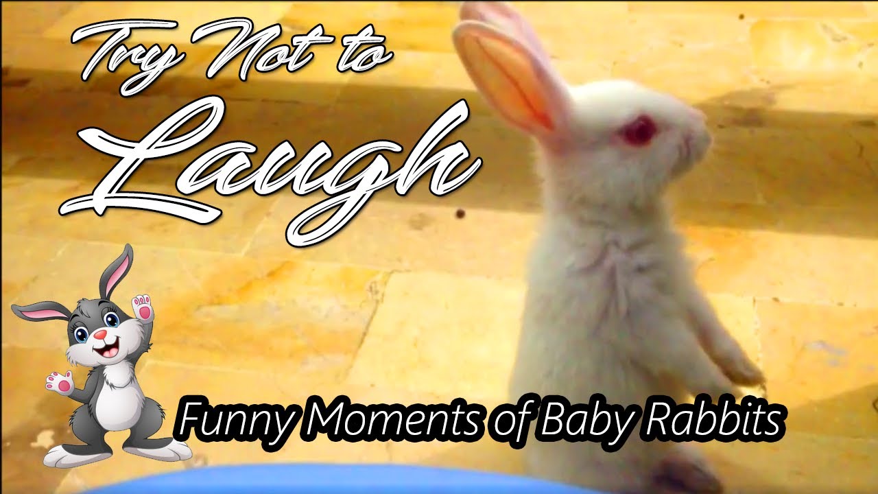 FUNNY CLIPS OF RABBITS | FUNNY BUNNY|  CUTE BUNNIES DOING FUNNY THINGS | فنی خرگوش