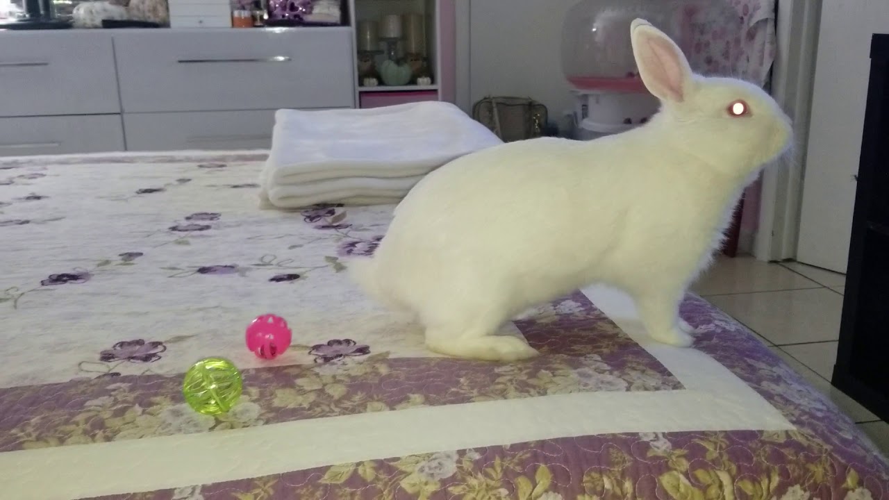 🐇💖Mi Conejita Bunny Rabbit Cute💖🐇
