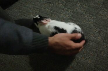 Cute White Bunny Rabbit Loving Getting petted on the head! So Adorable!