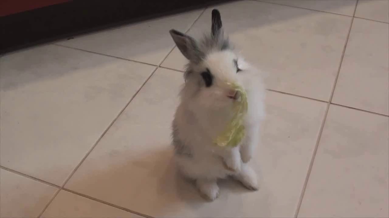 Rabbit dance :)