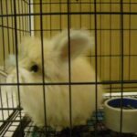 Youtube English Angora Bunny Star - Lulu (1) Baby Rabbit's Moments