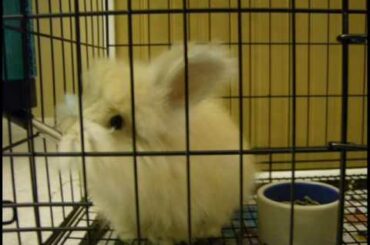 Youtube English Angora Bunny Star - Lulu (1) Baby Rabbit's Moments