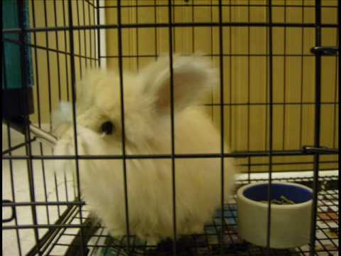 Youtube English Angora Bunny Star - Lulu (1) Baby Rabbit's Moments