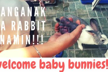 Cute Baby Bunny Newborn Philippines