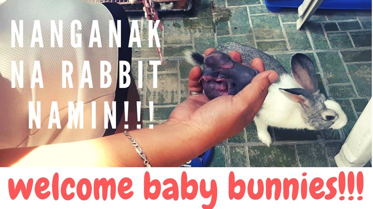 Cute Baby Bunny Newborn Philippines
