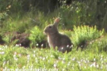 Rabbit Shot .22 Rimfire