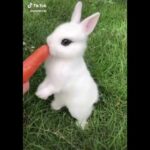 Cute rabbit video on Tik Tok ya lili ya lila by riya kumari  Upadhyay