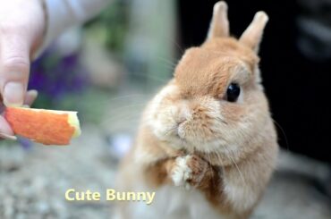 Netherland Dwarf bunny Cute Rabbit Video 　お口を綺麗、綺麗する様子は癒されますね♪