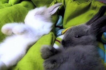 Very Cute Rabbit/Bunny Sleeping (in HD!)