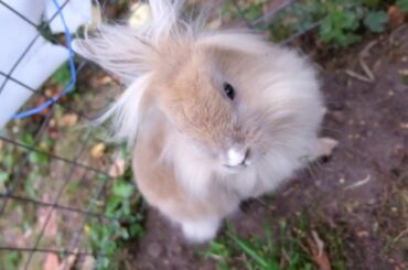 Cute rabbit in the aviary