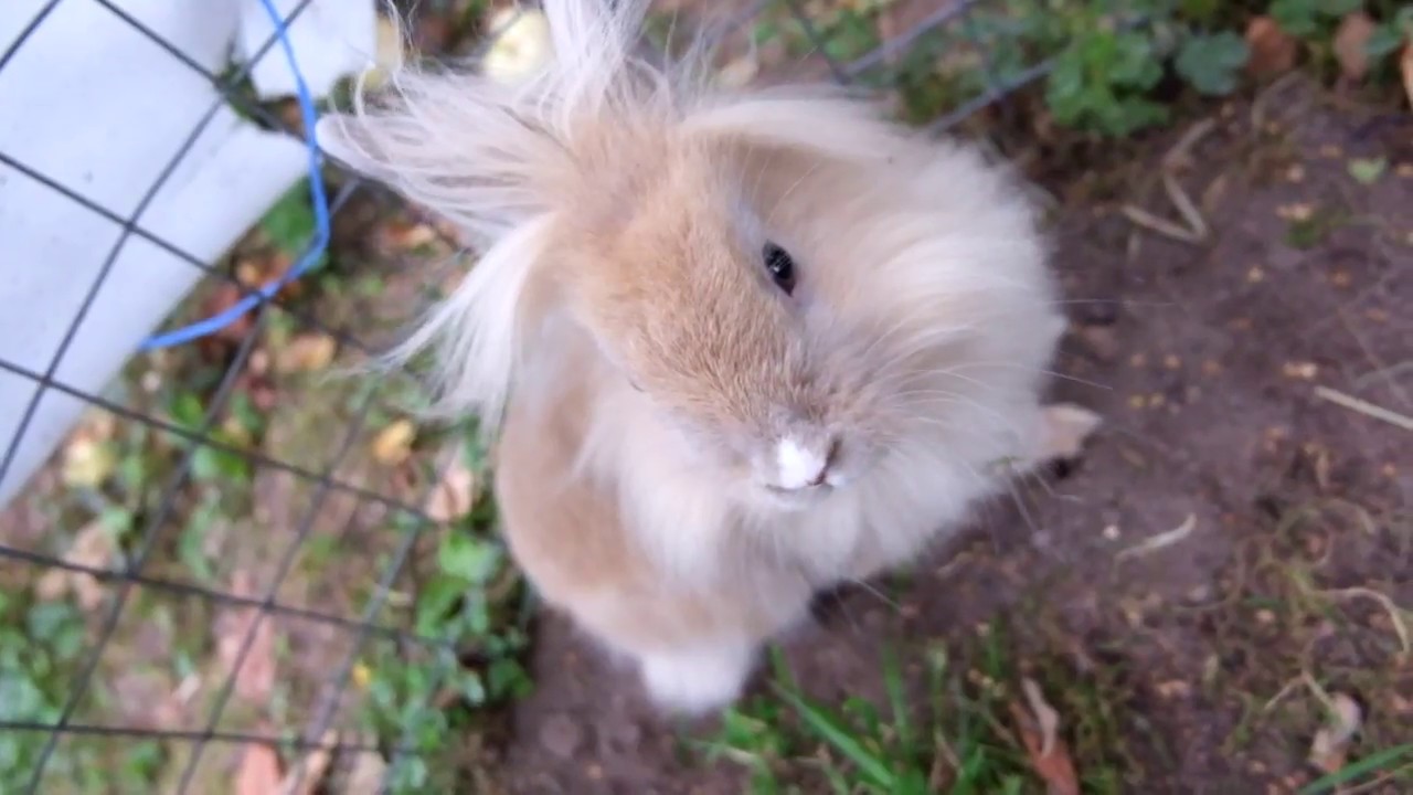 Cute rabbit in the aviary