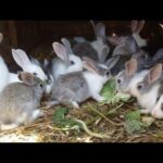 খরগোশের বাচ্চা | Incredible Cute Rabbit in Peet Market | Rabbit Buy Sell