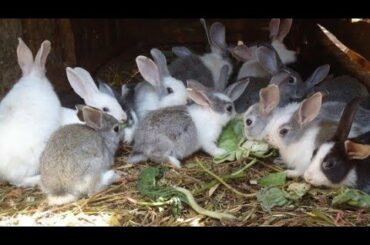 খরগোশের বাচ্চা | Incredible Cute Rabbit in Peet Market | Rabbit Buy Sell