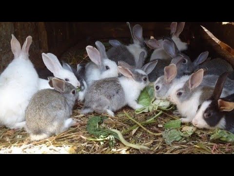 খরগোশের বাচ্চা | Incredible Cute Rabbit in Peet Market | Rabbit Buy Sell