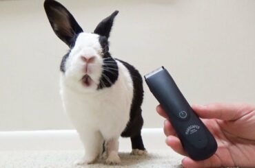 Rabbit grooming with MANSCAPED! Manscaped review!