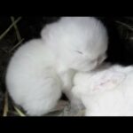 Cute Baby Bunnies Grooming