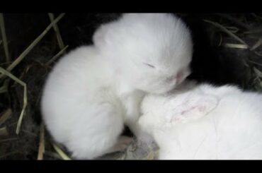 Cute Baby Bunnies Grooming