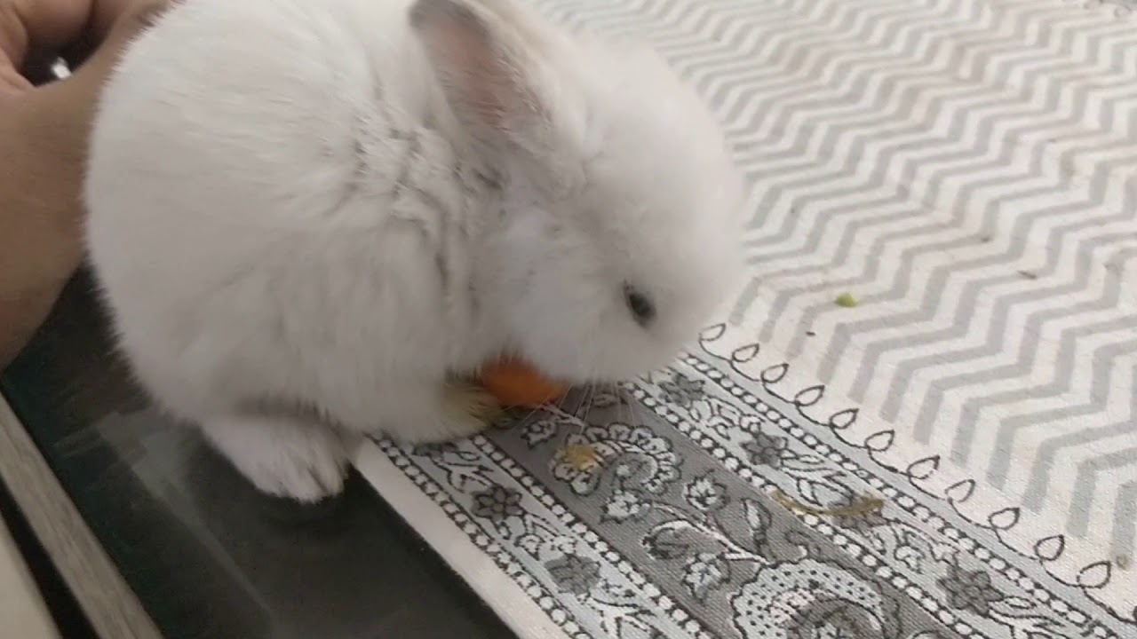Baby bunny eating carrot