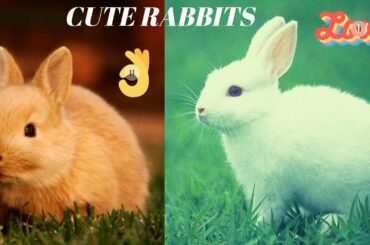 Bunny Rabbit Videos - Cute Rabbits For Kids - Funny