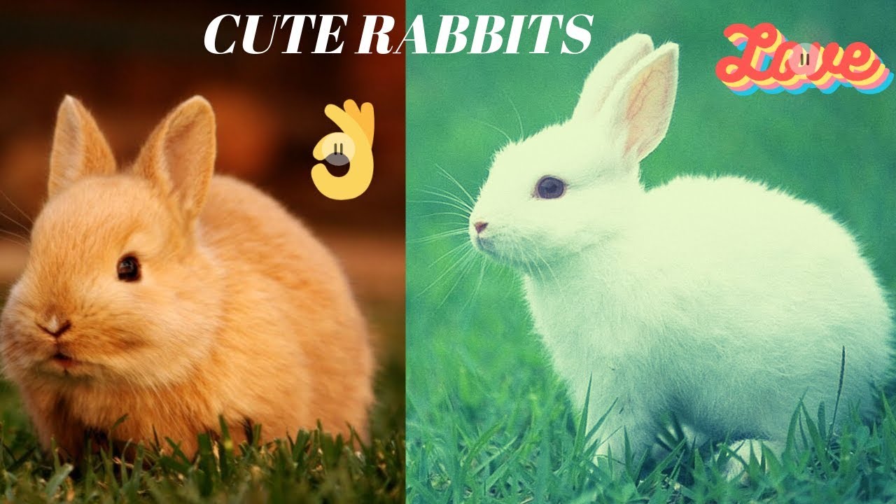 Bunny Rabbit Videos - Cute Rabbits For Kids - Funny