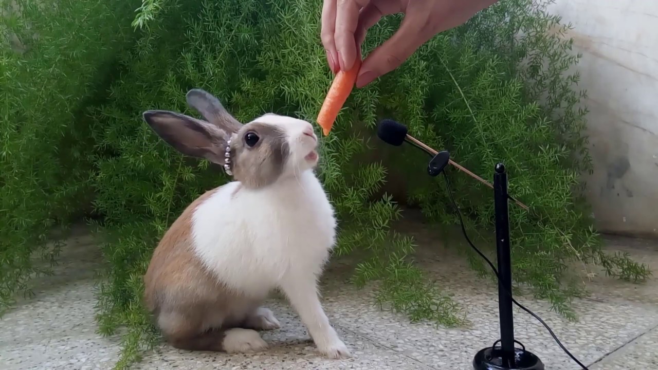 so cute Rabbit eating carrot