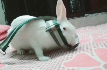 Cute Rabbit video || Rabbit 2018 Rabbit diet