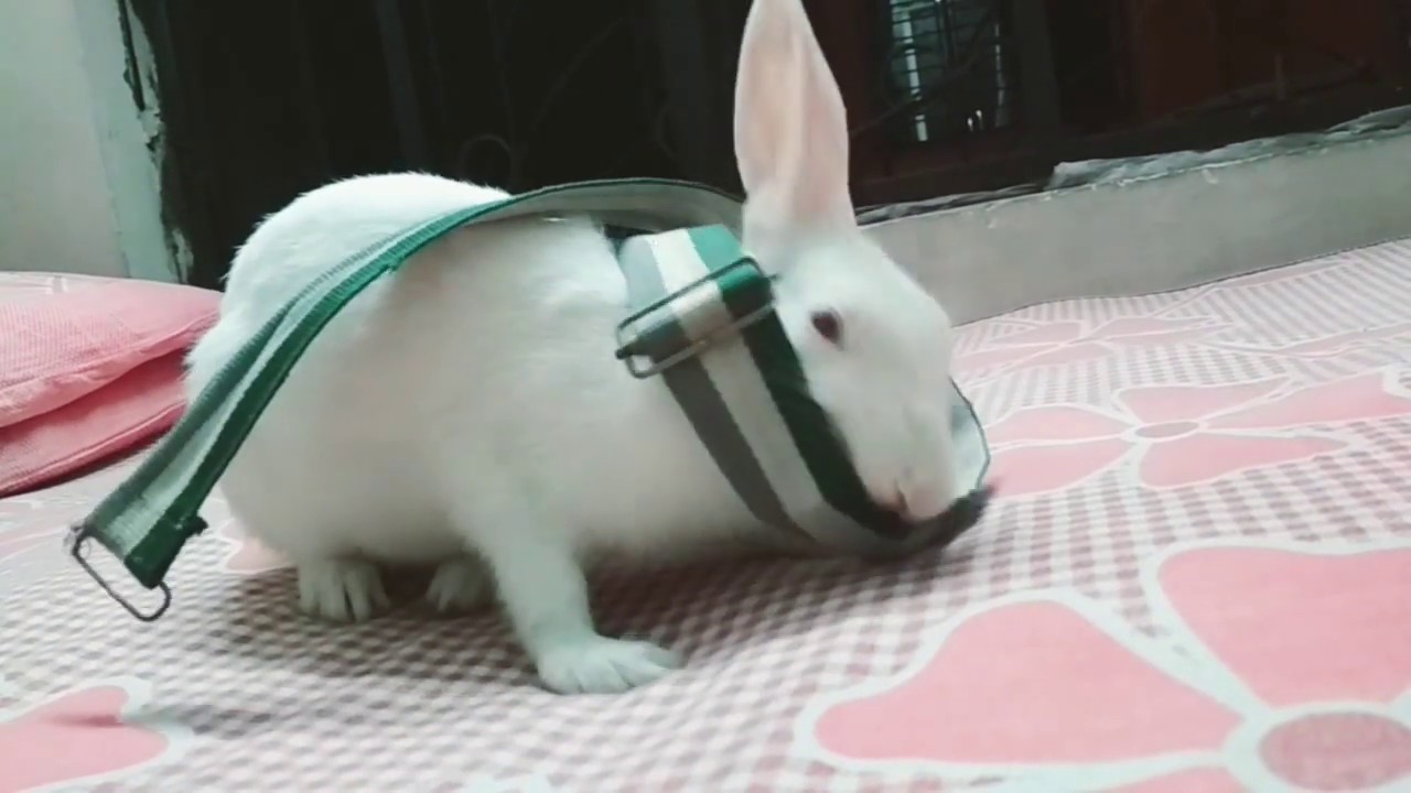 Cute Rabbit video || Rabbit 2018 Rabbit diet