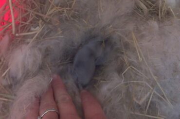 5 Day Old Mini Lop Bunny Rabbit cute (Part 2) hiding in Nest Kit Surprise Litter - Runt