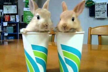 Two Rabbits nose twitching !!