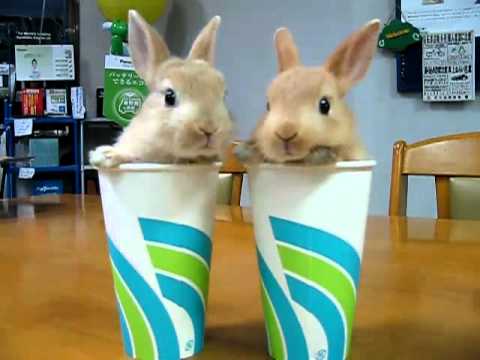 Two Rabbits nose twitching !!