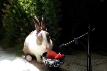 So cute Rabbit eating WATERMELON - Videos for Kids - ASMR