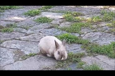 CUTE RABBIT GRAZING