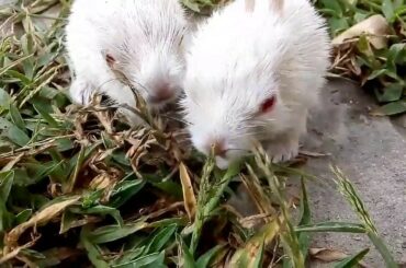 Rabbit first walk 12 day old bunnies