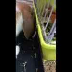 Baby mini lop playing with plastic ball