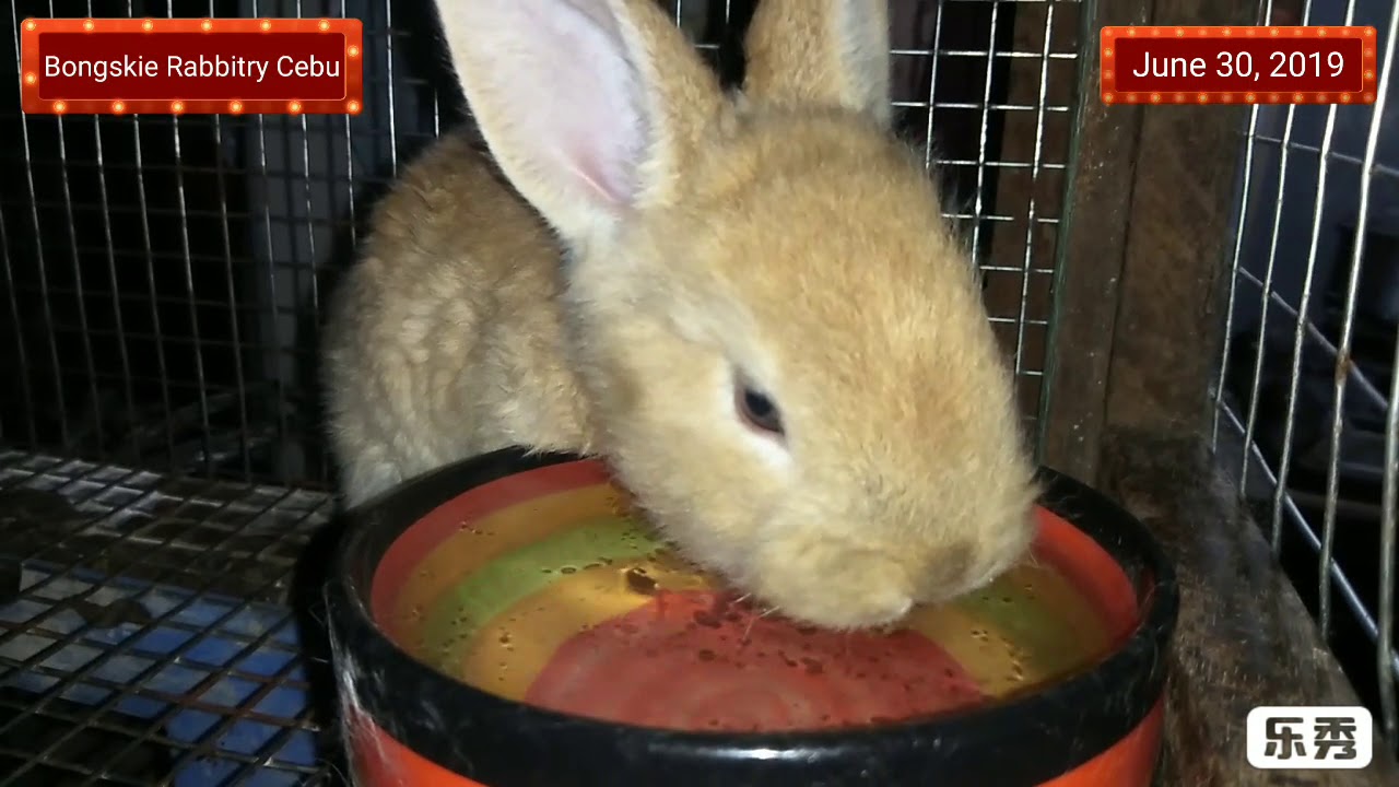 Cute Bunnies - Bongskie Rabbitry Cebu - June 30, 2019