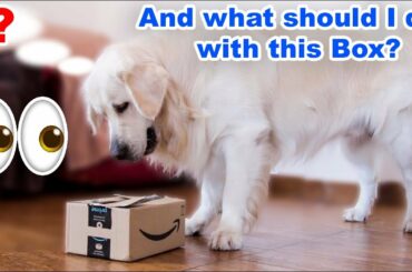 Testing My Dog's Intelligence [Golden Retriever]