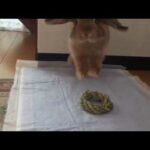 Slow-motion rabbit hop! (Binky)