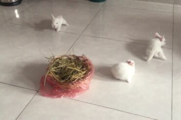Cute Baby Bunnies learning to walk the first time