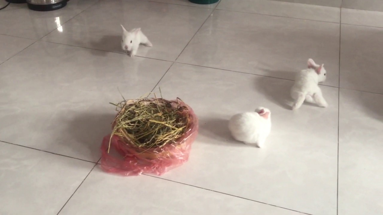 Cute Baby Bunnies learning to walk the first time