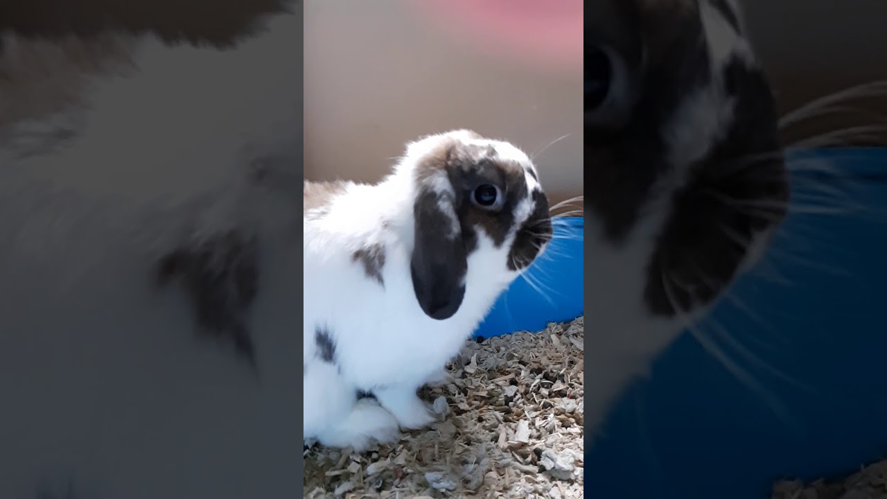 The bunny being cute