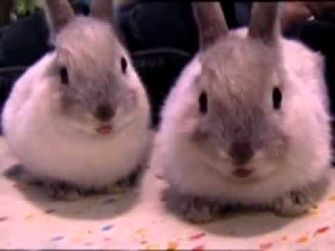 Baby bunnies sing Easter song