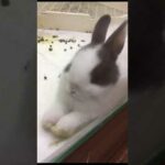 Baby rabbit Yawn!