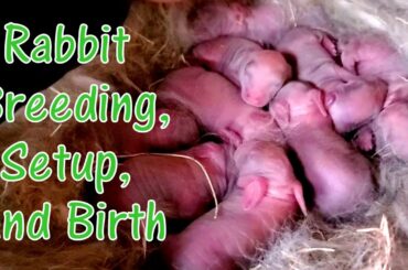 Raising Meat Rabbits - Nesting and Delivery